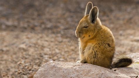 19 years. Weight. 3. kg lbs. Length. 396. mm inch. The southern viscacha ( Lagidium viscacia ) is a species of viscacha, a rodent in the family Chinchillidae found in Argentina, Bolivia, Chile, and Peru. It is a colonial animal living in small groups in rocky mountain areas.