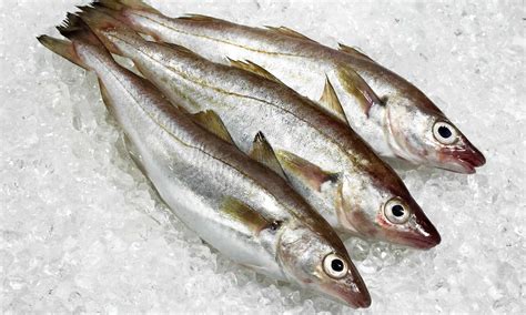 The whiting. Things To Know About The whiting. 