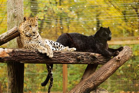 The wild animal park. Things To Know About The wild animal park. 