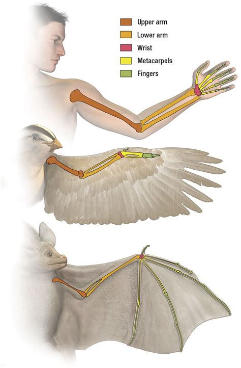 The wing of a bird and human arm perform different functions