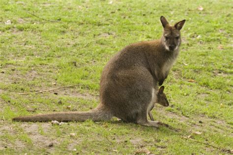 The winter diet and parasitic fauna of a population of Rednecked …