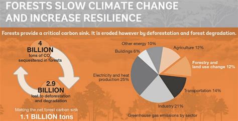 The world needs rainforests to stop climate change. Can we save …