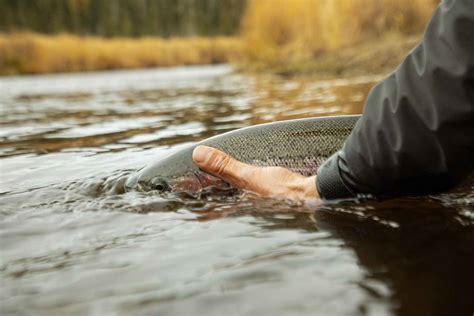 The worm Hatch Magazine - Fly Fishing, etc.