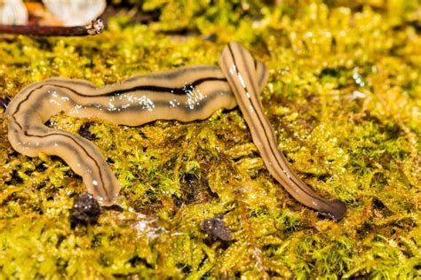 The worm of your nightmares is alive and well in Texas - Audacy