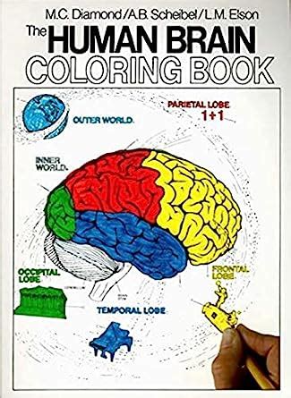 Read Online The Human Brain Coloring Book By Marian C Diamond