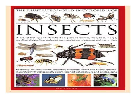 Read Online The Illustrated World Encyclopedia Of Insects A Natural History And Identification Guide To Beetles Flies Bees Wasps Springtails Mayflies Stoneflies Dragonflies Damselflies Cockroaches Mantes Earwigs Stick And Leaf Insects Bristletails D By Martin Walters