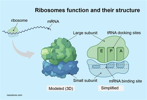 The. site for active ribosomal RNA synthesis? EduRev …