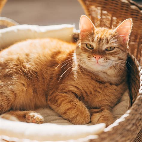 🍆 The.Ginger.Kitty.Free Leaks [HD]
