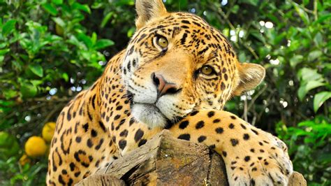 The.Jaguar Leaks 💋 [SEX VIDEO]
