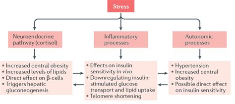 TheBiologicalEffectsofStress