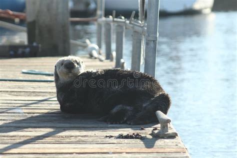 🍑 The_Boston_Otter Leaked [HD] 200 Videos