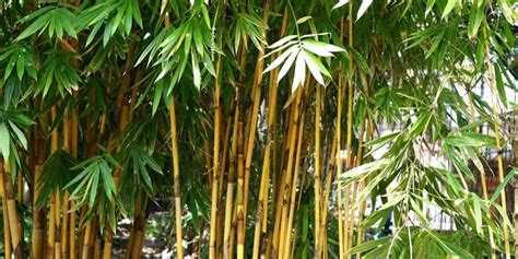 🍆 XxX Theephitpanda Onlyfans Leak