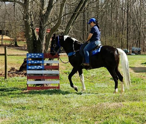 Apr 1, 2016 &0183;&32;Description Emma is an outstanding trail mare and has been shown. . Thehorsebaycom