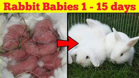 Their litter was born July 13, and they are now ready to
