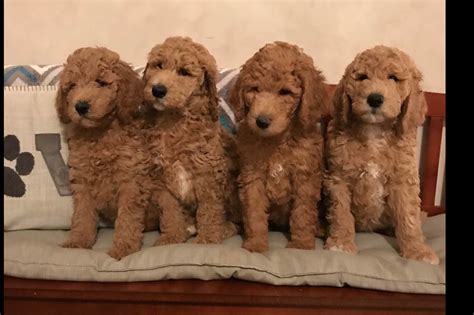 Their puppy pen is placed between the kitchen, the family room Purebred Poodles for Sale in Fresno, CA Poodle puppies aren