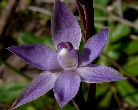 Thelymitra cyanapicata Atlas of Living Australia