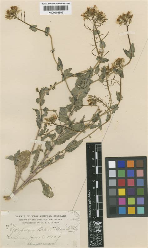 Thelypodiopsis elegans (M.E. Jones) Rydb. DPLA