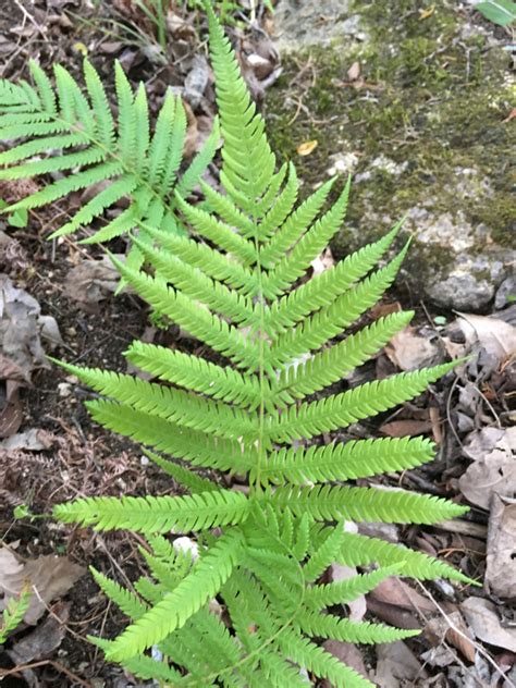 Thelypteris ovata R.P.St.John in Small