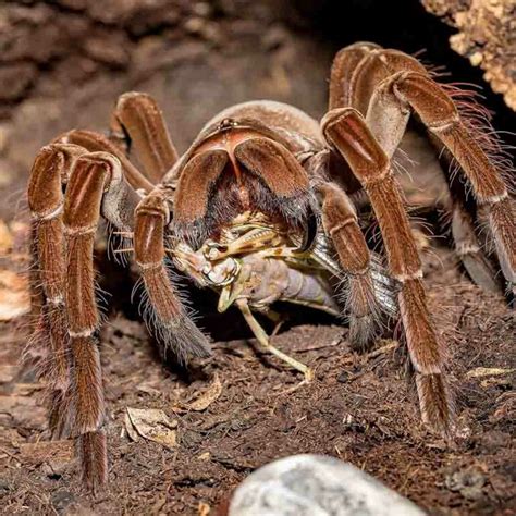 Theraphosa Blondi arachnahabitat