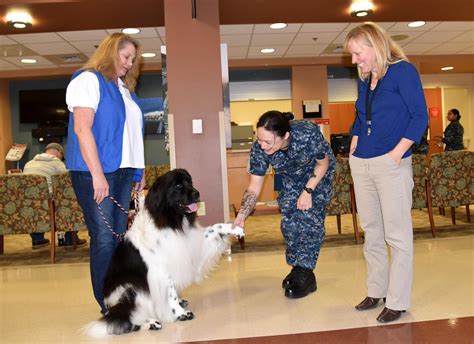 Therapy Dog Handlers New Orleans, LA - care.com