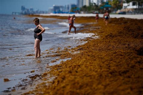 There's good news for beach towns threatened by massive seaweed bloom