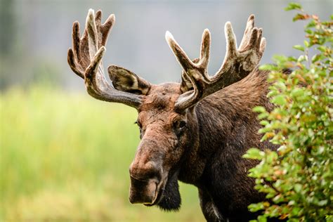 There’s a moose on the loose in southern Minnesota