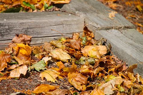 There’s a movement to ‘leave the leaves’ in gardens and lawns. Should you do it?