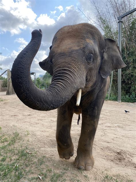There’s a new 7,700 pound elephant in town at the Denver Zoo