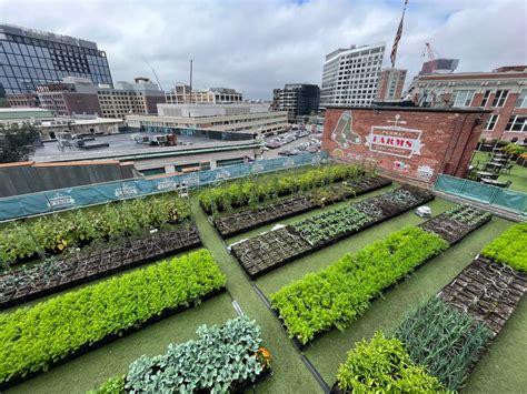 There’s an urban farm in Boston growing 6,000 pounds of produce a year. It happens to be located on the roof of Fenway Park