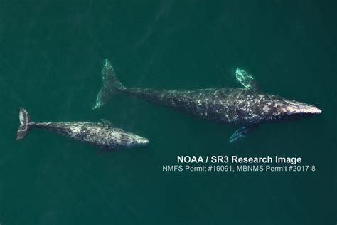 There’s good news and bad news about the gray whale migration
