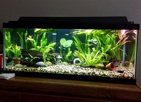 There are 35 fish in a tank, and 40% of the fish - Brainly.com