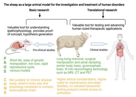 There are many possible reasons for the failure to translate results from animal models to humans
