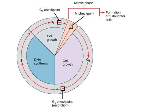 There are several points during the cell cycle when the cell will check