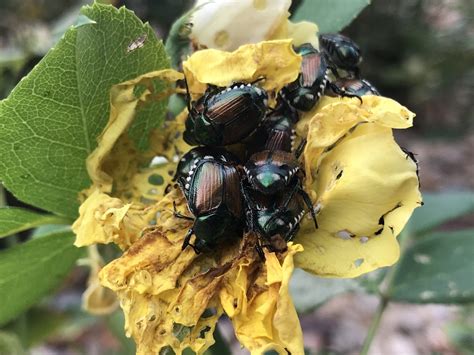 There is hope in the battle against Japanese beetles in Colorado