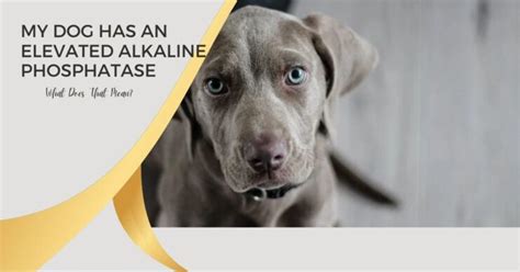 There were some dogs with incidental rises in alkaline phosphatase that could be related to the treatment