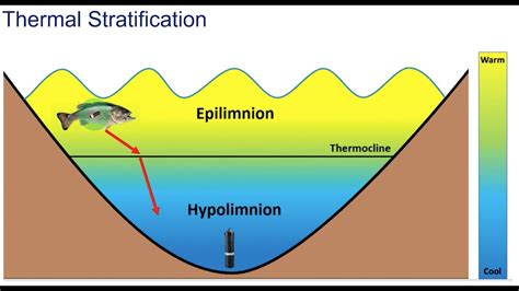 Thermal Stratification of a Lake - Biology Discussion