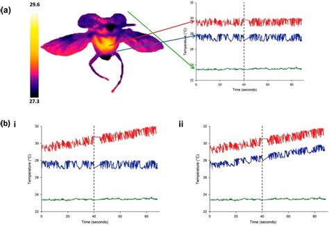 Thermoregulation in Endothermic Insects Science