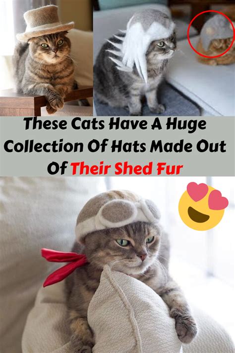 These Cats Have A Huge Collection Of Hats Made Out Of …