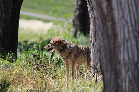 These San Francisco trails are closed to dogs due to coyote pupping season