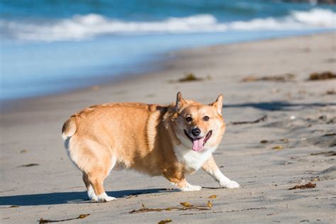 These are the best dog-friendly neighborhoods in San Diego: study