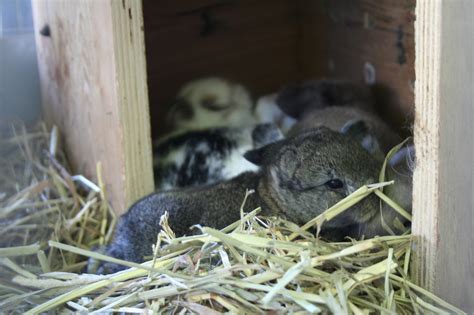 These babies are 2 weeks old and... - Fairy Trail Rabbitry