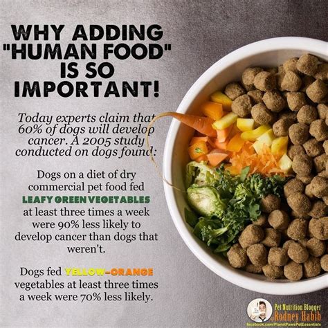 These foods include both human food and commercial dog food options