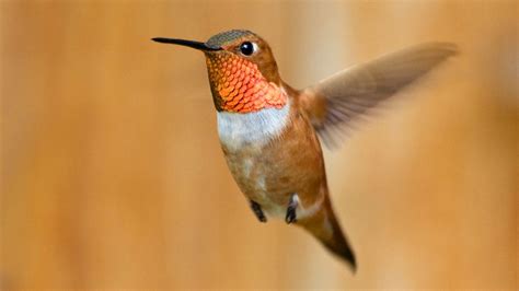 These hummingbirds are losing their battle to survive. Here’s what we can do to save them