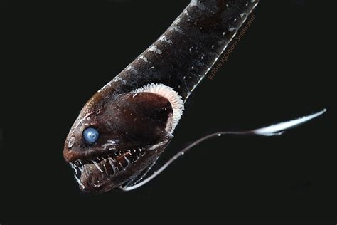 These scary deep-sea fish absorb almost all the light that hits them ...