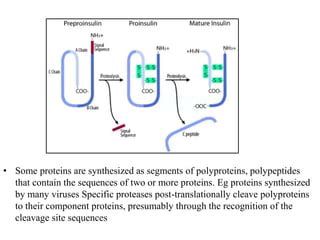 These two polyproteins are