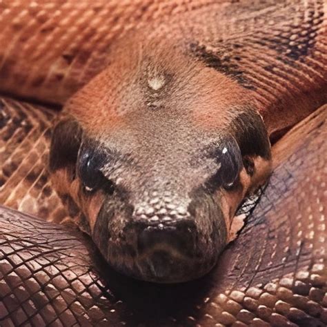 Thethreeheadedsnake Onlyfans Leaked [SEX VIDEO] 🍆 124 Photos