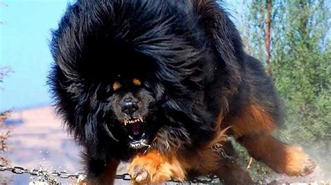 They are typically small dogs bearing the same powerful and muscular build as their parent breeds