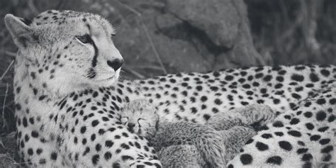 They remain great livestock protectors in many countries and have found use in the Cheetah conservation efforts