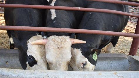 They were designed to be safer: How de-horned cows created at UC Davis were doomed