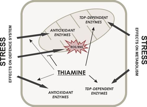 Thiamine increases the resistance of baker